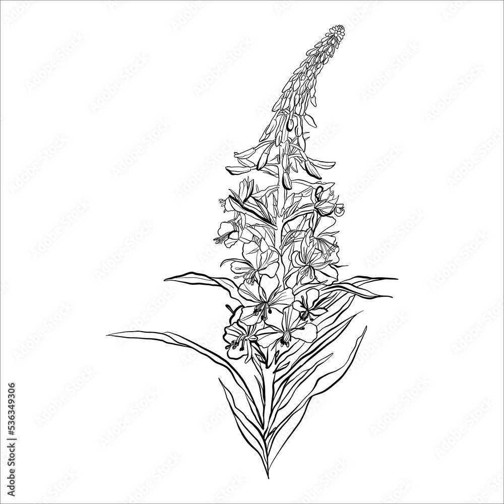 Linear vector black and white doodle botanical drawing of a wildflower ...