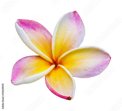 frangipani flower isolate and save as to PNG file