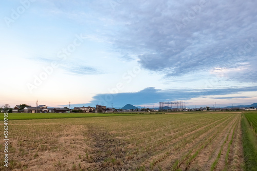 秋の田んぼの夕方