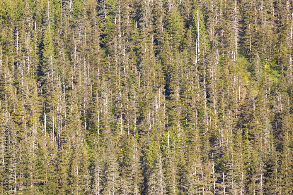 forest canopy in south east alaska forest canopy in south east alaska