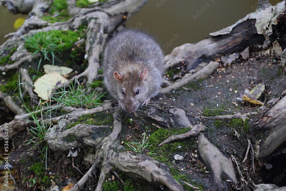 A wild rat sits near the water on the roots of a tree A wild rat sits near the water on the roots of a tree