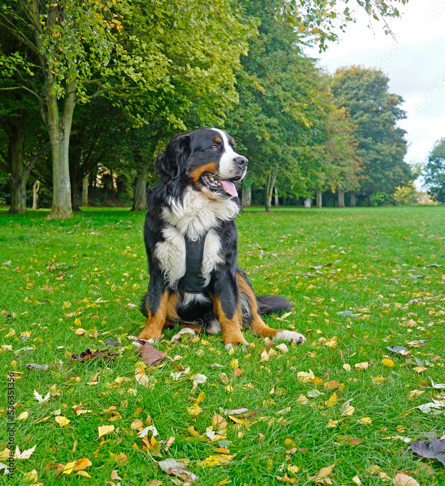 Bernese Mountain Dog sitting in the park, looking away 