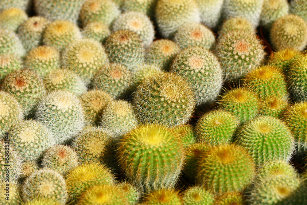 Cultivation of cacti. Cultivation of cacti.