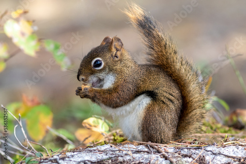 American Red Squirrel, Tamiasciurus hudsonicus, closeup in fall with snack facing left  photo