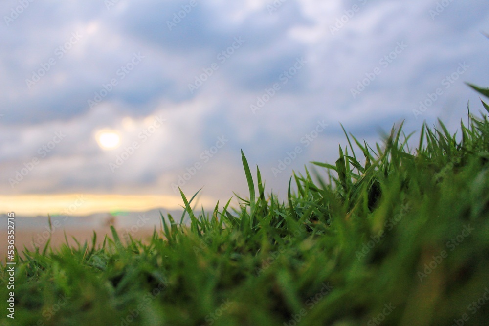 Fototapeta premium grass and sky