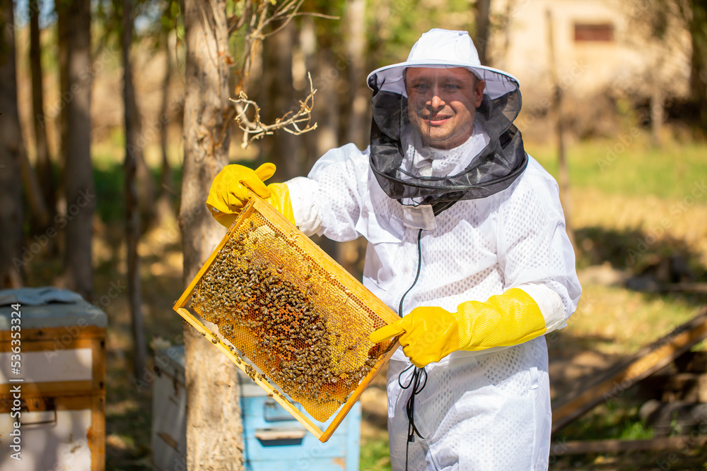 The beekeeper extracts honey from bee hives, holds the honeycomb in his hands, assessing the state of the honey. Beekeeping, wholesome food for health. The beekeeper extracts honey from bee hives, holds the honeycomb in his hands, assessing the state of the honey. Beekeeping, wholesome food for health.
