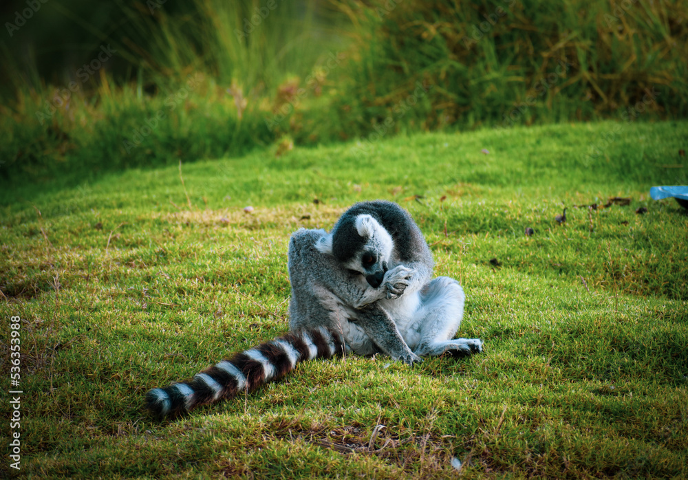 ring tailed lemur catta