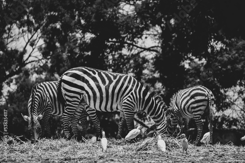 zebras at the zoo