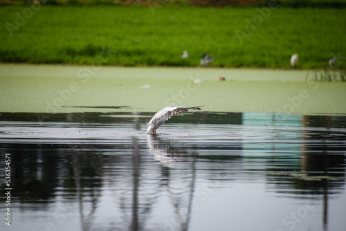 seagull wings on the water