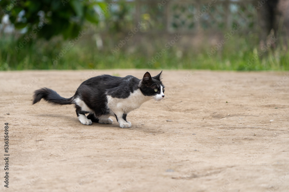 British bicolor cat, black and white