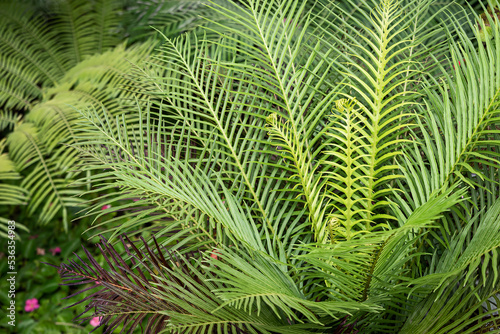 details of green palm leaves
