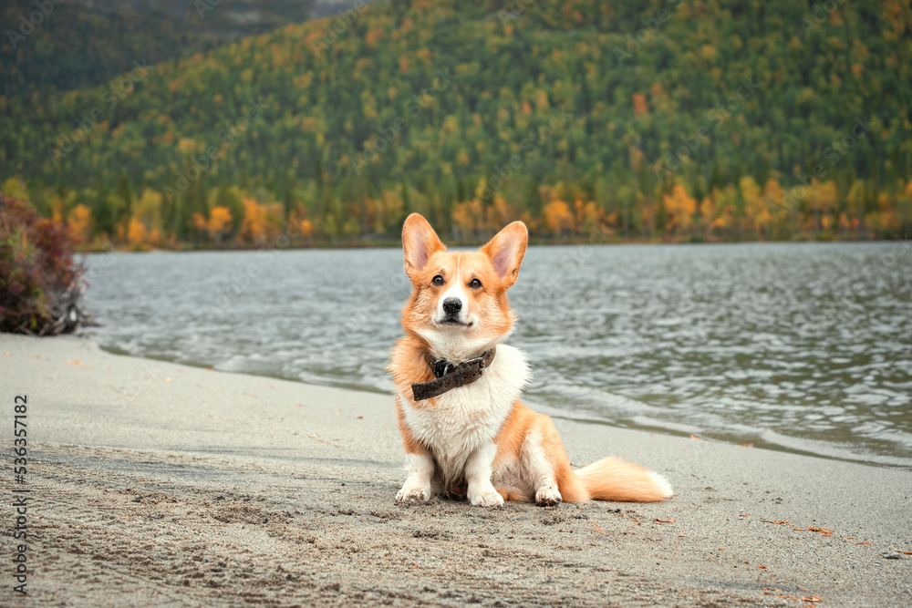 charming red corgi dog on the lake at the foot of the autumn mountains in north