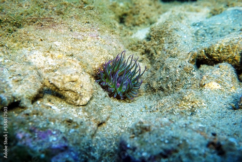 The starburst anemone or sunburst anemone (Anthopleura sola) photo