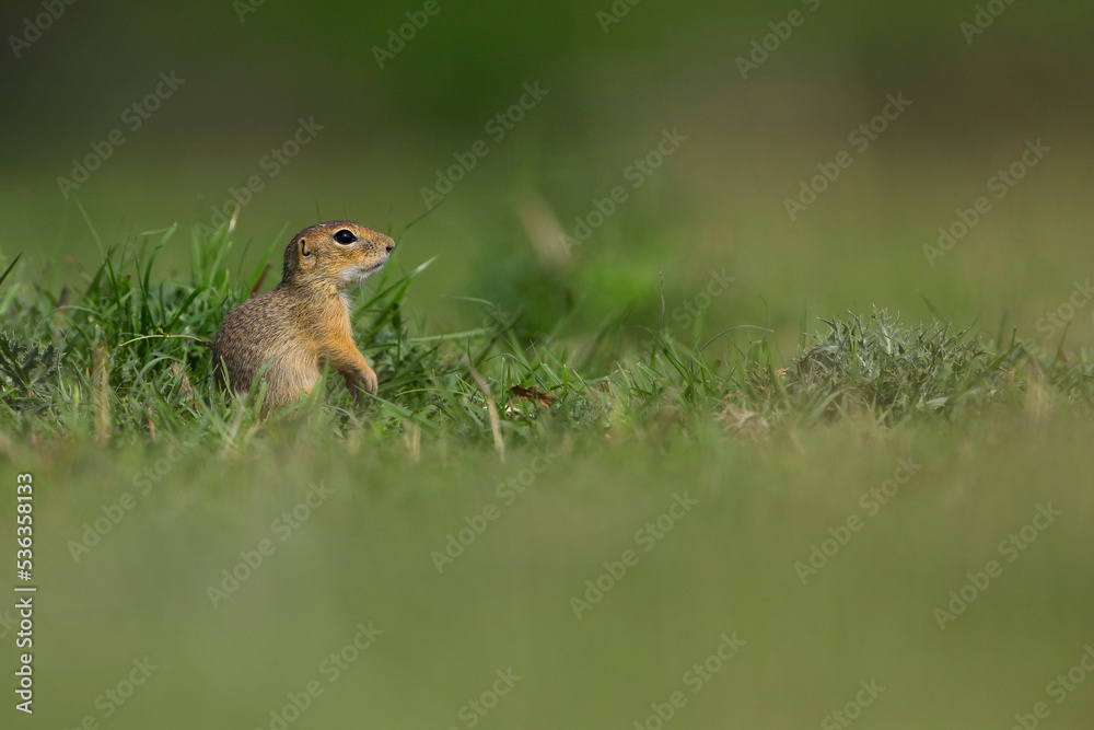 Close up of young gopher standing on the grass in a mountains pasture with fresh green grass in spring season. Close up of young gopher standing on the grass in a mountains pasture with fresh green grass in spring season.