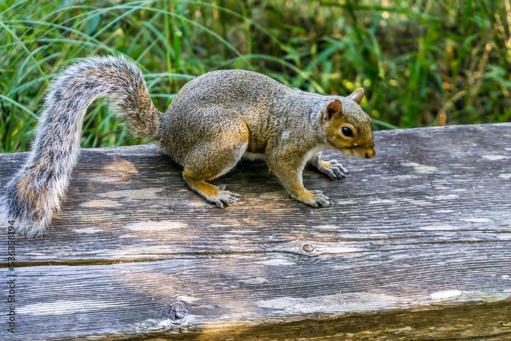 Fototapeta premium Nisqually Wetlands Squirrel 2