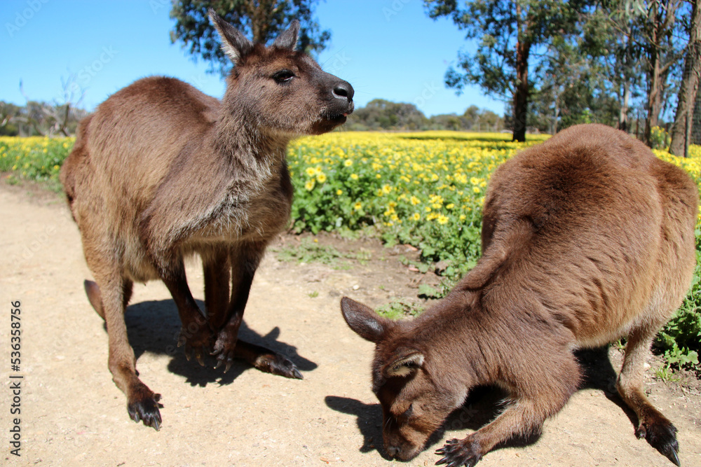 kangaroo on kangaroo island (australia) kangaroo on kangaroo island (australia)