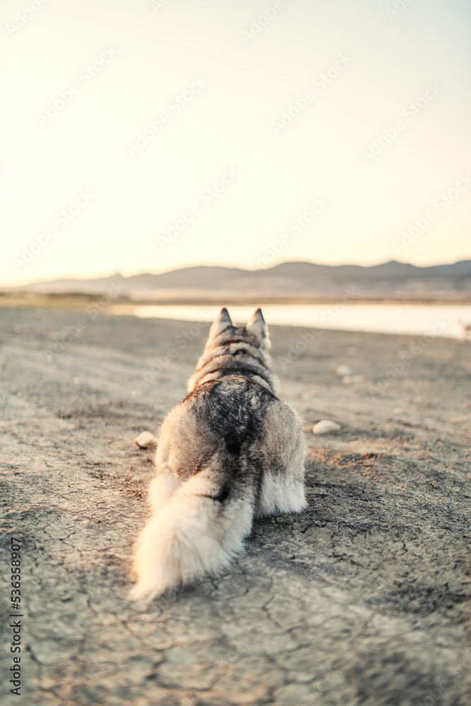 Obraz premium Husky about to pounce in desert sunset