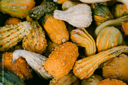 Orange, yellow and white gourds photo