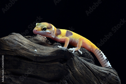 Portrait of a leopard gecko (Eublepharis macularius)