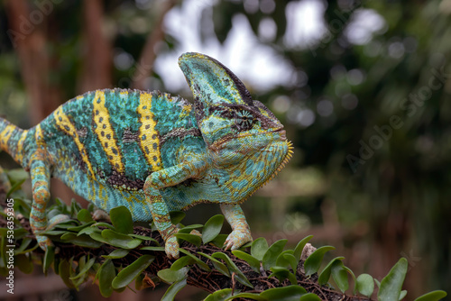 Green chameleon on tree branch, Veiled chameleon close up
