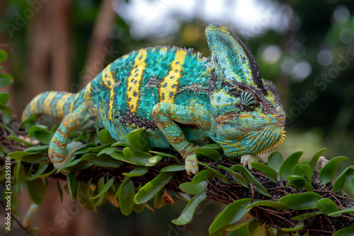 Green chameleon on tree branch, Veiled chameleon close up