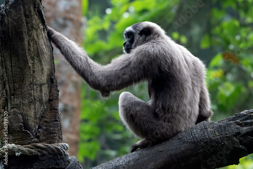 Fototapeta Naklejka Na Ścianę i Meble -  Portrait of a langur in the thick leaves