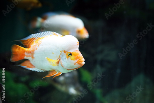 Colorful fish swim in the aquarium