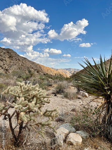 yucca and cactus in the Mojave desert