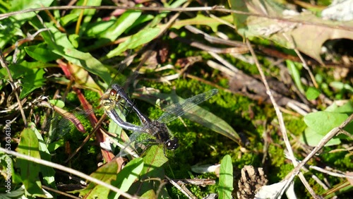 Dragonflies copulate while sitting on the grass in the forest.