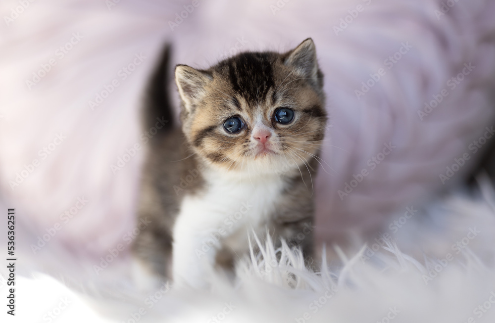 Fototapeta Tabbykitten Britisch Kurzhaar Katzenbaby