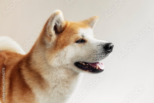 portrait Akita inu Dog, Japanese Akita dog