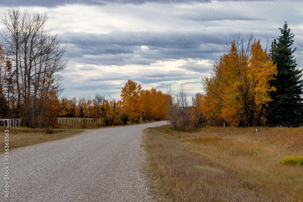 Fall colours in farmers field are popping. Mountainview County, Alberta, Canada