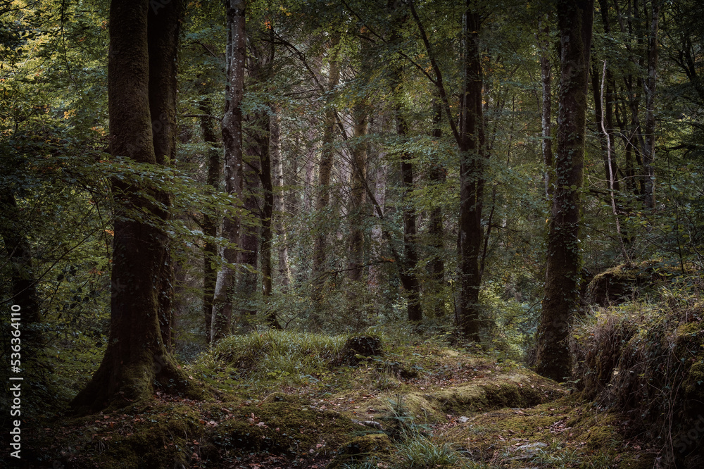 Idless woods near truro cornwall england uk 