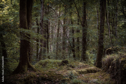 Idless woods near truro cornwall england uk © pbnash1964