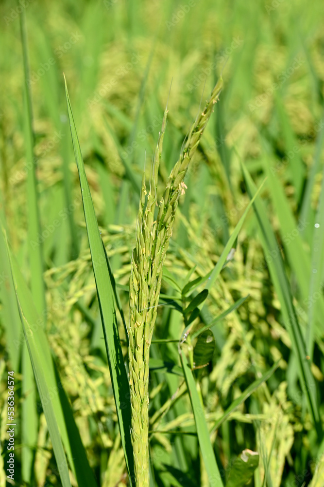 closeup the bunch ripe yellow green paddy plant growing with grain in the farm soft focus natural green brown background. closeup the bunch ripe yellow green paddy plant growing with grain in the farm soft focus natural green brown background.