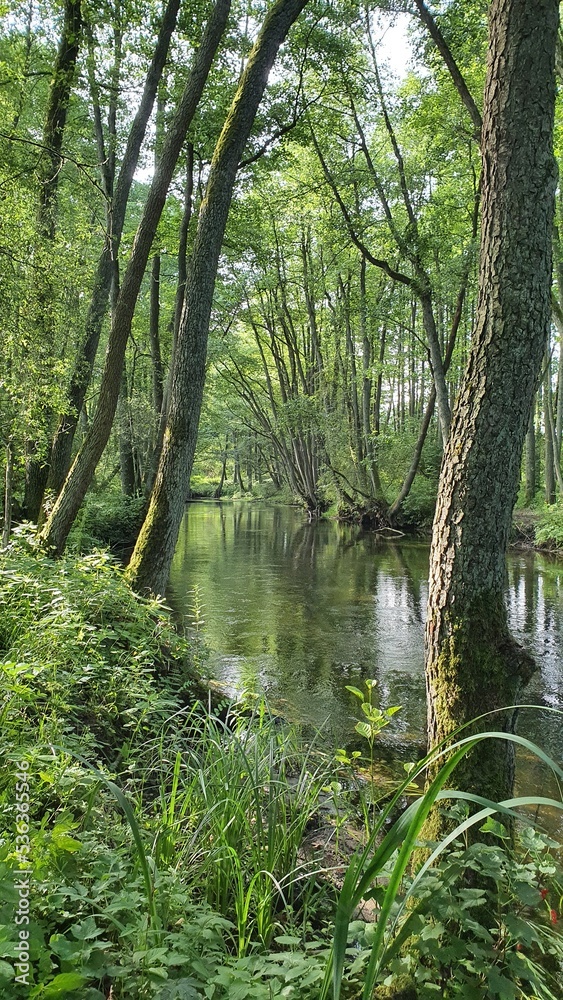 Finding solitude in the wilderness and animals. Amazing forest and river landscape. Finding solitude in the wilderness and animals. Amazing forest and river landscape.