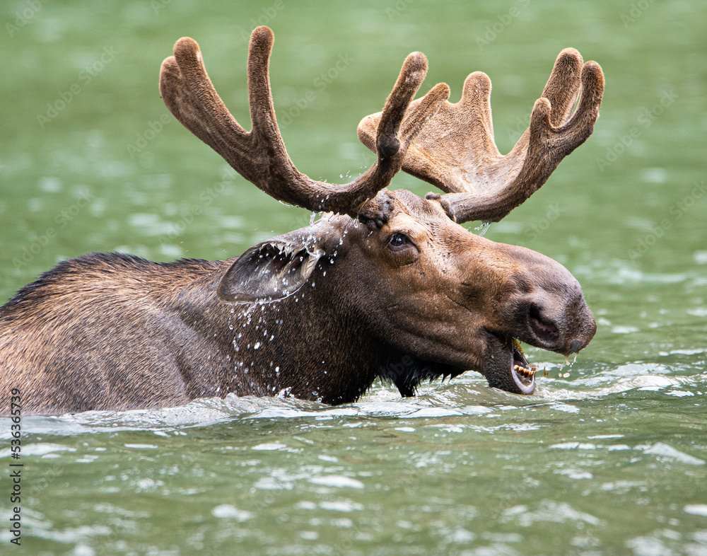 a closeup portrait of a moose snacking in a lake a closeup portrait of a moose snacking in a lake