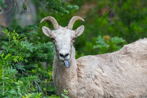 A portrait of a rocky mountain bighorn sheep sticking its tongue out
