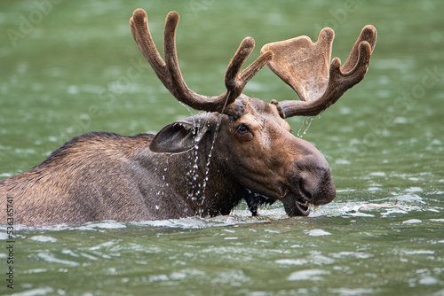 a closeup portrait of a moose snacking in a lake