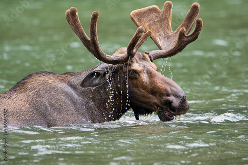 a closeup portrait of a moose snacking in a lake