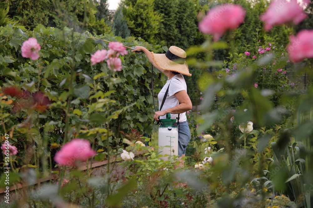 kobieta ogrodniczka w kapeluszu spryskuje winorośl ekologicznym środkiem na pierwszym planie widoczne różowe róże - obrazy, fototapety, plakaty 