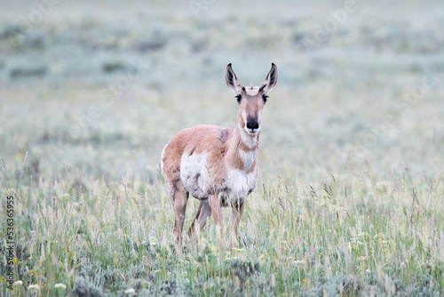a pronghorn in the grass