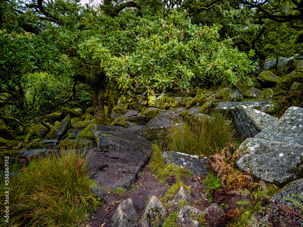 Wistman's Wood National Nature Reserve - mystic high-altitude oakwood on valley of the West Dart River, Dartmoor, Devon, United Kingdom Wistman's Wood National Nature Reserve - mystic high-altitude oakwood on valley of the West Dart River, Dartmoor, Devon, United Kingdom