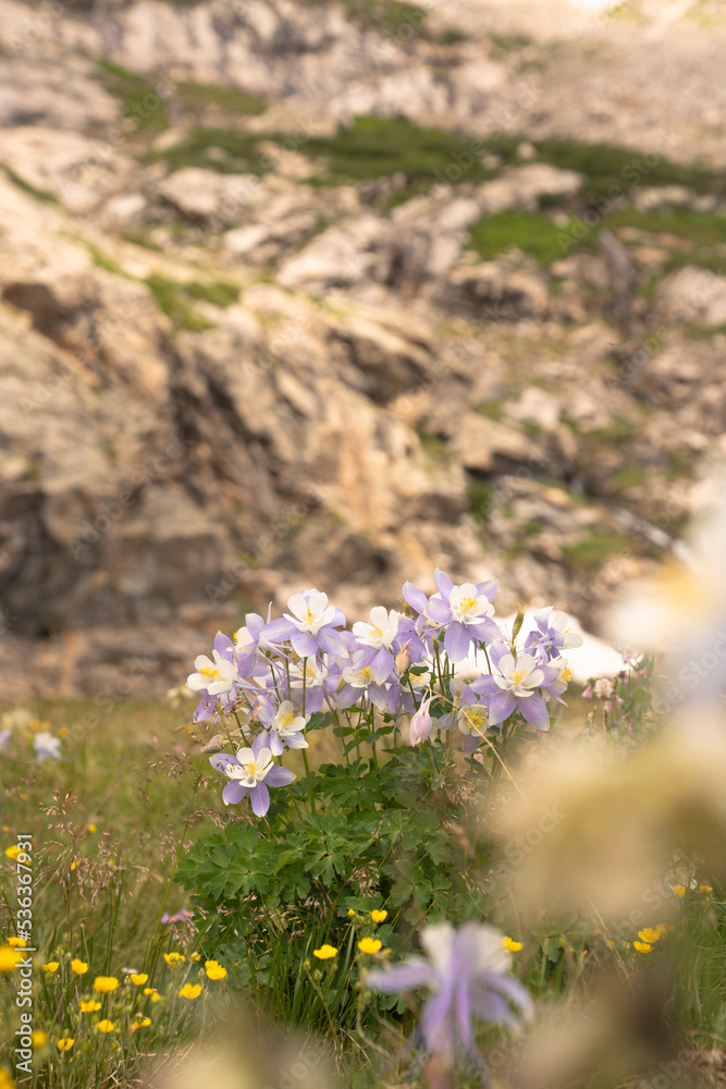 Obraz premium Man with Yellow Backpack Hiking on Alpine Lake Trail with Wildflowers in Colorado Rocky Mountains
