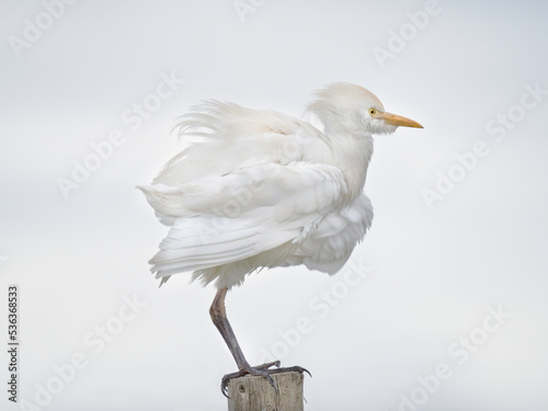 Fotografie Portuguese Cattle Egret at Ribatejo