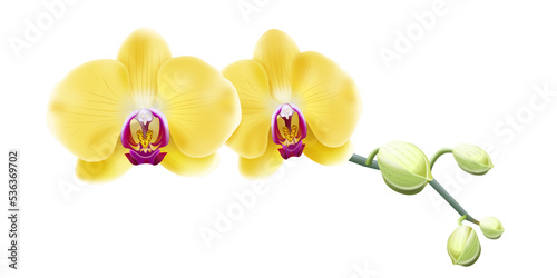 Jasna żółta orchidea - gałązka z pąkami i pięknymi rozwiniętymi kwiatami. Ręcznie rysowana botaniczna ilustracja. photo