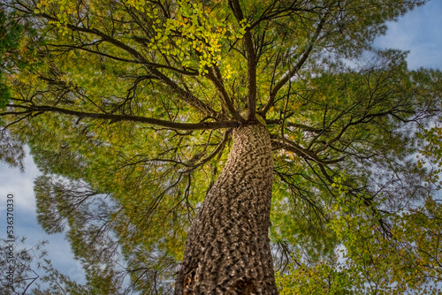 Giant old growth white pine (canopy)