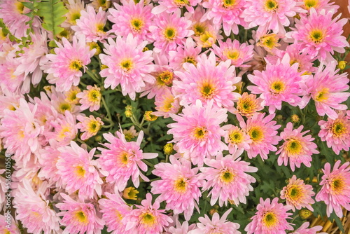 The flowers are Pale pink autumn chrysanthemums