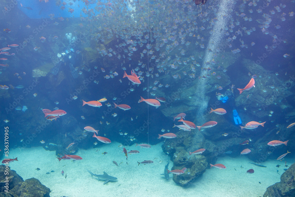 Fototapeta premium Big fish water tank in aquarium