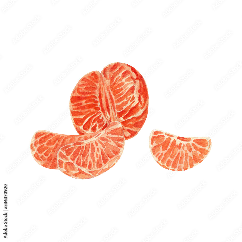 Peeled half of a tangerine, separate slices. Watercolor illustration. Peeled half of a tangerine, separate slices. Watercolor illustration.